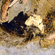 A close-up of the cloaca, within an off-white coprolite at center.